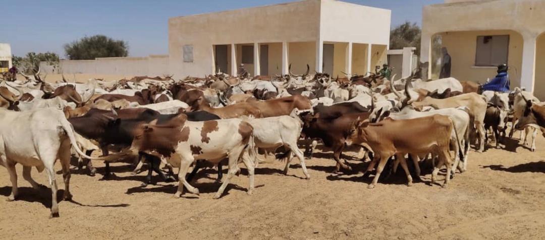 سلسلة قيمة الثروة الحيوانية