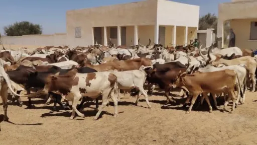 سلسلة قيمة الثروة الحيوانية