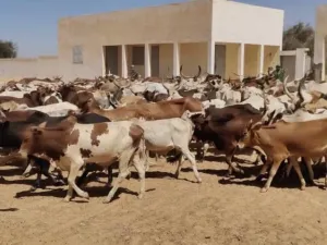 سلسلة قيمة الثروة الحيوانية