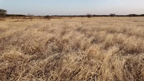 في موريتانيا، تتعرض المراعي الطبيعية التي تتكوّن من الأشجار والأعشاب لتدهور متزايد نتيجة لعوامل طبيعية وبشرية، أبرزها الممارسات غير المستدامة والاستغلال المفرط للمراعي. ولمواجهة هذا التحدي البيئي الخطير، يعمل مشروع الدعم الإقليمي للرعوية في موريتانيا (PRAPS-2-MR)، من خلال مكوّنه الثاني، على استصلاح 6000 هكتار من الأراضي المتدهورة بحلول عام 2027. وقد تم حتى الآن استصلاح نحو 2000 هكتار من الأراضي في مواقع تدخل المشروع داخل أربع ولايات هي: الحوض الشرقي، الحوض الغربي، العصابة، وكيدي ماغه. وفي ولاية الحوض الغربي