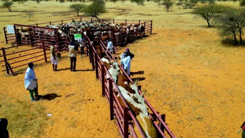 تحسين الصحة الحيوانية: